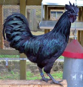 kadaknath chicken