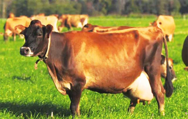 Indian Cow Breeds, पषुओं का चयन,