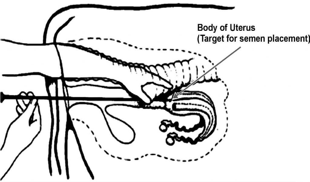 Cattle Artificial Insemination