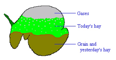 Cattle Nutrition