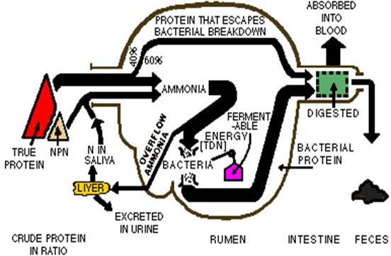 Cattle Nutrition, cow urine, 