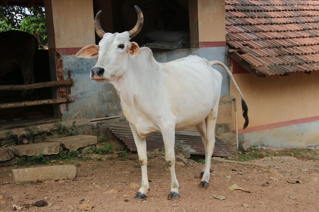 Breeds of Cows