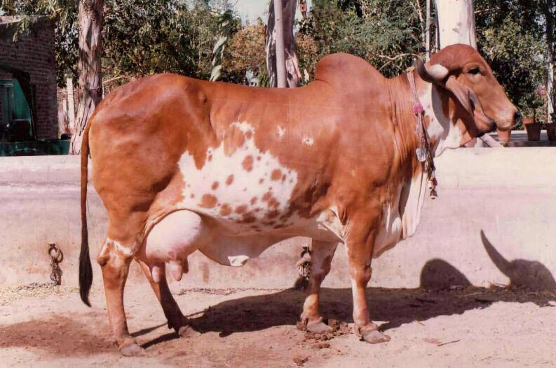 Indian Cow Breeds