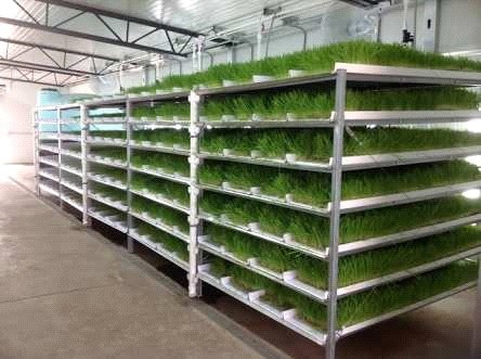 Hydroponic fodder and silage