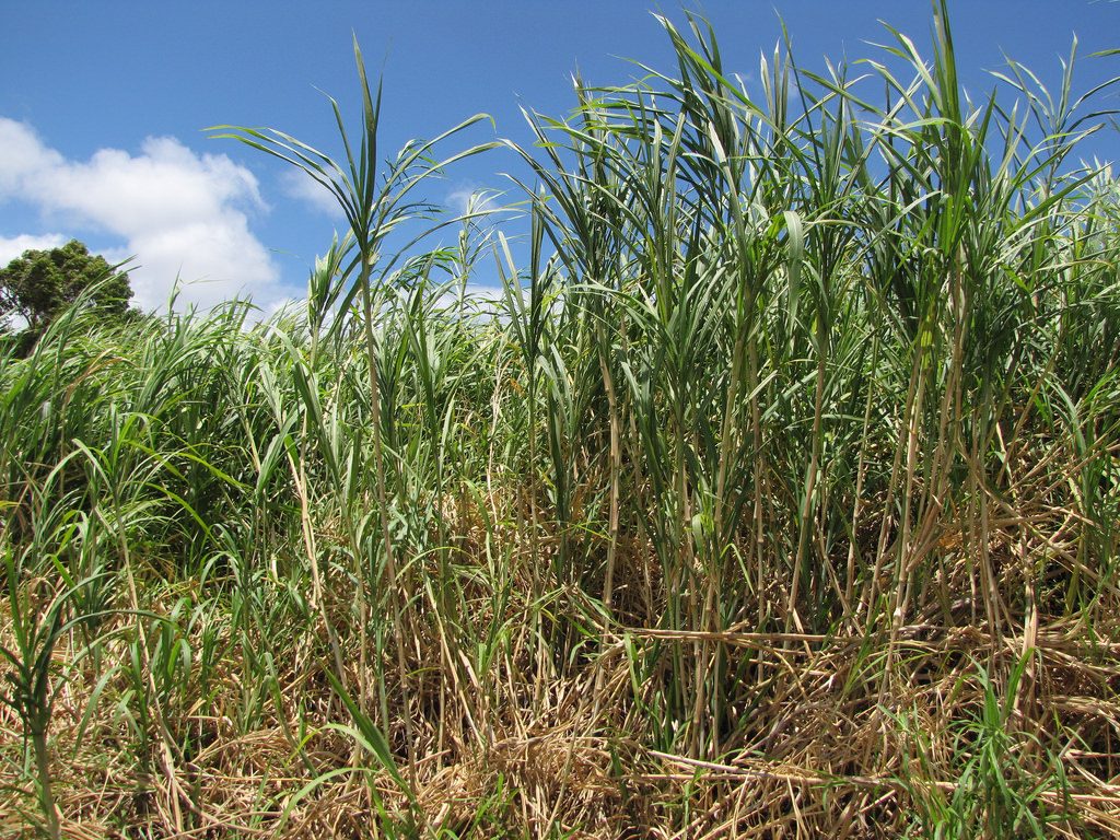 FODDER CULTIVATION