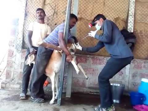 Artificial Insemination in Goat