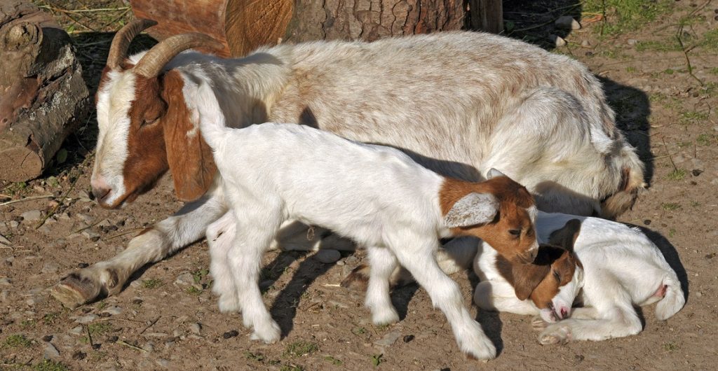 Boer Goat with two Kids