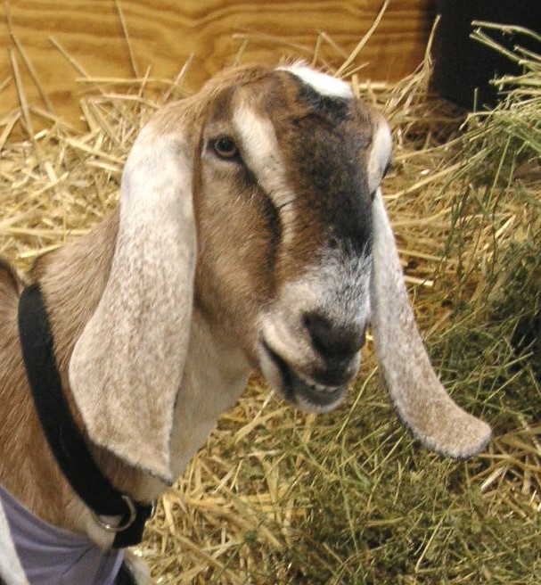 Anglo Nubian Goat