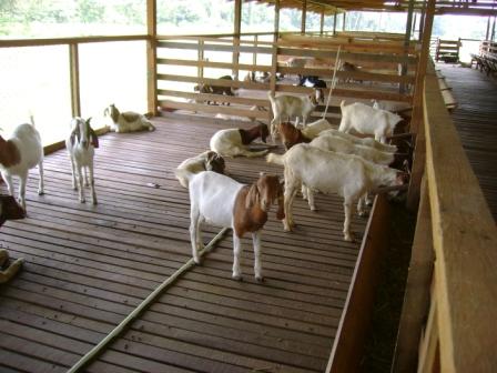 Barbari Goat