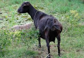 Black bengal goat