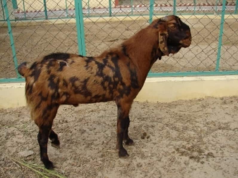 Sirohi Goat