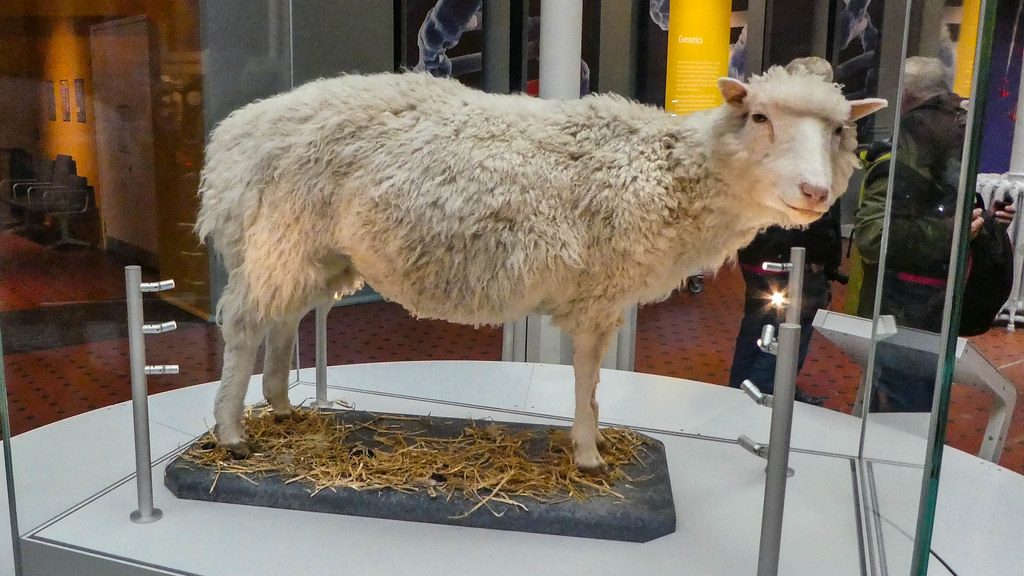 Sheep Dolly, the first cloned mammal, on display at the National Museum of Scotland