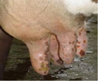 Cowpox - Prof. U. K. Atheya, Dairy Animal, India,