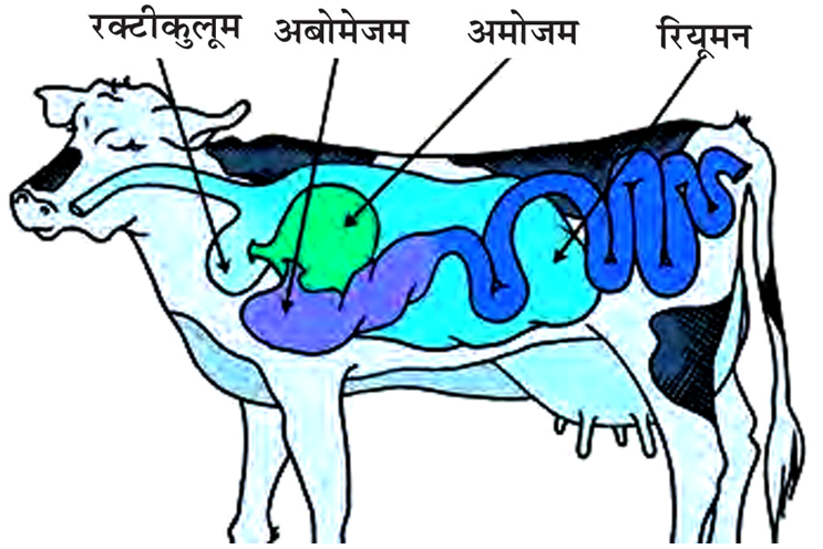 Telugu Solution] Draw a flow chart of human digestive system.