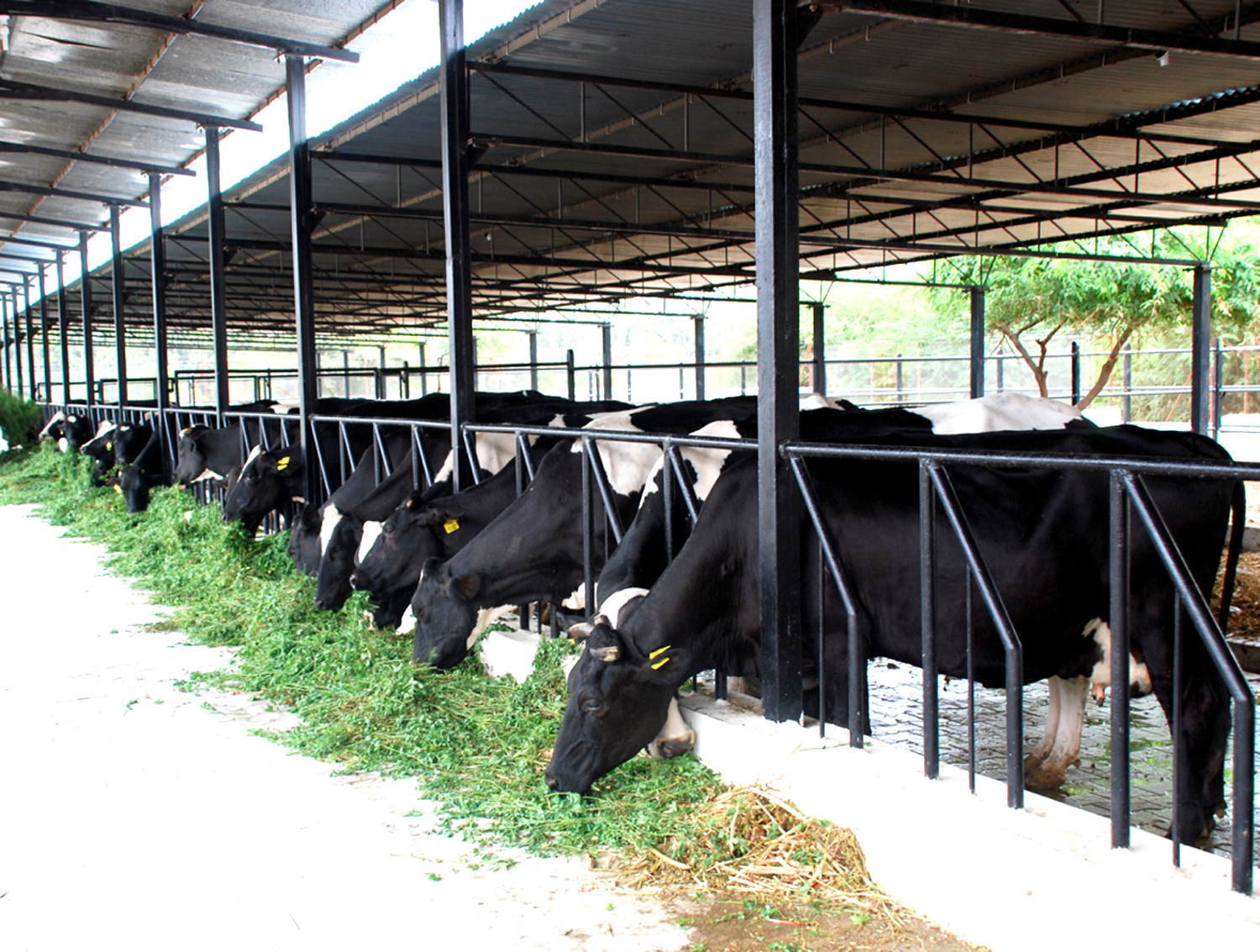 keeping-cow-in-an-open-system-prof-u-k-atheya-dairy-animal-india