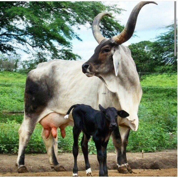 Indian breeds of cows