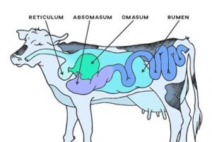 Digestive Physiology of the Ruminant (COW) - Prof. U. K. Atheya, Dairy ...