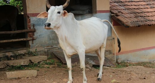 Indian Cow Breeds