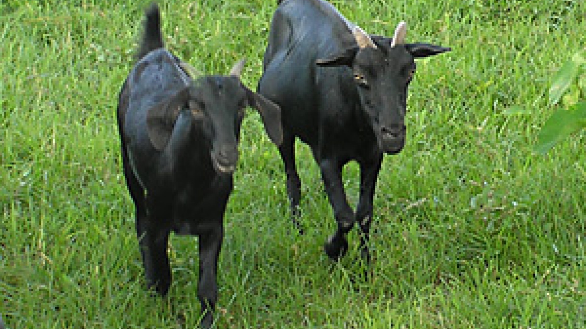 Black Bengal Goat - Prof. U. K. Atheya, Dairy Animal, India,