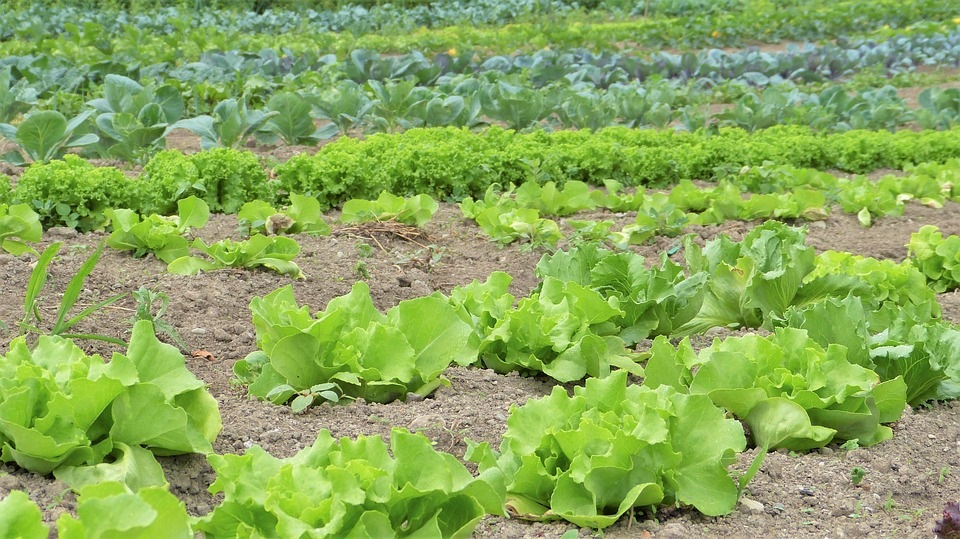 organic farming and cow dung