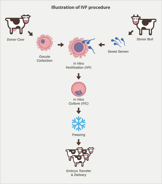 tools-for-treating-repeat-breeding-prof-u-k-atheya-dairy-animal